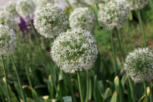 Allium Ornamental Onion Flowers