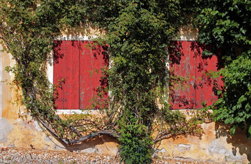 Two old red windows surronded by a creeper on a yellow wall