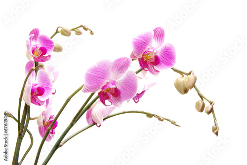 Obraz na płótnie canvas dwuczęściowy "dyptyk" Orchidea