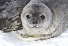 Little Pup Weddell Seals Which Lies Near The Female