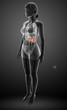 © pixdesign123 - Female urinary system