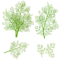 Wall Mural - bunch fresh dill herb isolated set