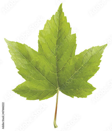 Ahornblatt Zeichnung Stock-Vektorgrafik | Adobe Stock