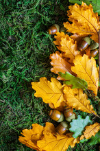 Acorns With Autumn Leaves