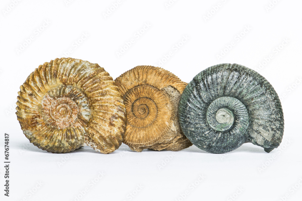 Parkinsonia, Dactylioceras, Orthosphinctes, ammoniti fossili - obrazy, fototapety, plakaty 