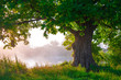 canvas print picture - Oak tree in full leaf in summer standing alone