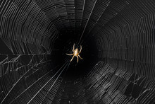 Spider On The Web At Night