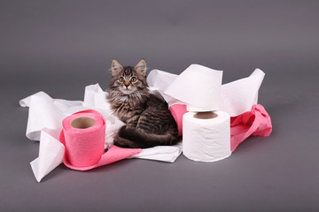 Wall Mural - Cute kitten playing with roll of toilet paper,