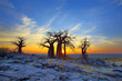 Baobabs on Kubu at Sunrise