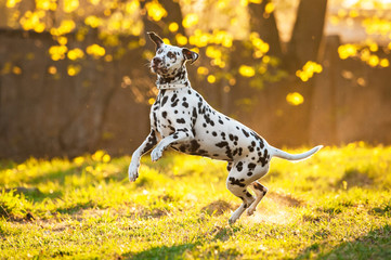 Wall Mural - Dalmatian dog playing at sunset