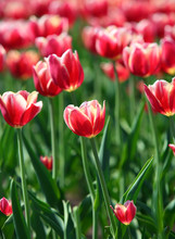 Red Tulips With White Border - Shallow Depth Of Field