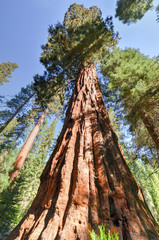 Sticker - Sequoias in Mariposa Grove, Yosemite National Park