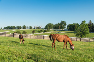 Wall Mural - Horses at horse farm. Country landscape.