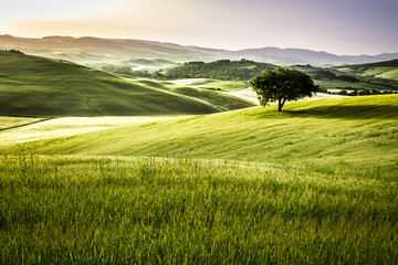 Wall Mural - sunrise over the green fields in tuscany