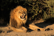 Male African Lion Snarling