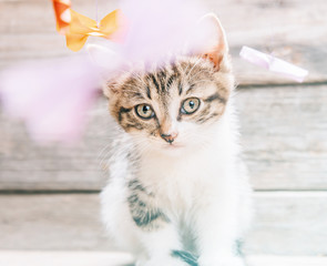 Wall Mural - Four cute little kittens among origami paper cranes 