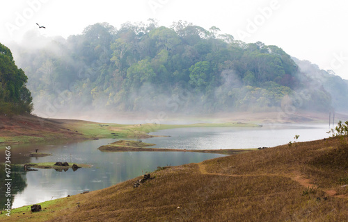 Naklejka samoprzylepna Indie kumily, Kerala, Indie - park narodowy periyar wildlife san