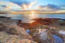 Red And Green Algae Covered Rocks At Sunrise  Coogee, Sydney Aus