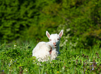 Wall Mural - Funny white baby of goat on the green grass