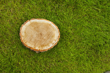 tree stump on the grass, top view