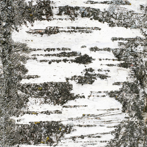 Board z aluminiowym obramowaniem Fragment tekstury pnia brzozy