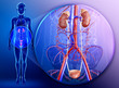 Illustration of male kidney anatomy