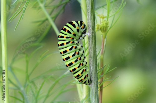 Transformation D Une Chenille De Papillon Machaon En Chrysalide Stock Photo Adobe Stock Transformation D Une Chenille De Papillon Machaon En Chrysalide Stock Photo Adobe Stock