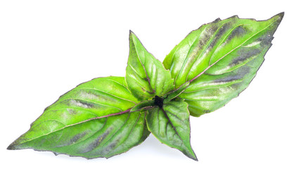 Green basil leaves isolated on a white.