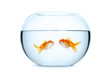 Small aquarium for two goldfish