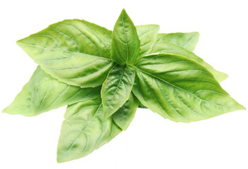 Green basil leaves isolated on a white.