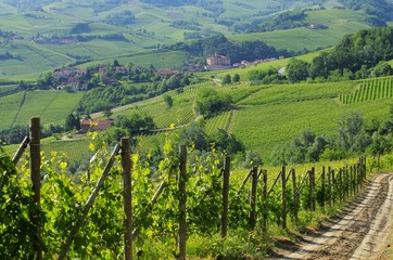 Wall Mural - Langhe Weinberge - langhe vineyards 06