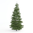 © xaver - Fir tree isolated