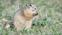 Ground Squirrel Eating Nut