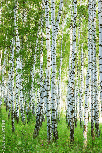 Fototapeta na wymiar forest birch