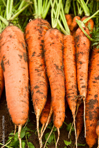 Tapeta ścienna Świeża organiczna marchewka