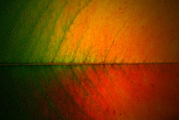 bright leaf, close up
