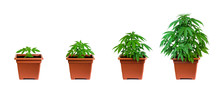 Marijuana Growing Phase