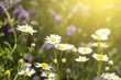 White Daisies