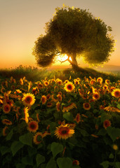 Wall Mural - Sunflower Field, 3d CG