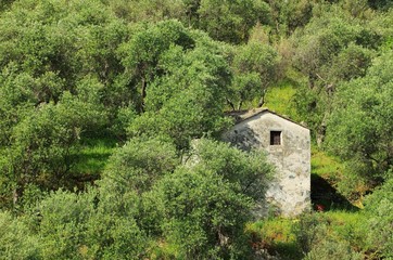 Sticker - Olivenhain in Ligurien - olive grove in Liguria 03