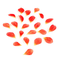 Poster - Dahlia Flower Petals on White Background