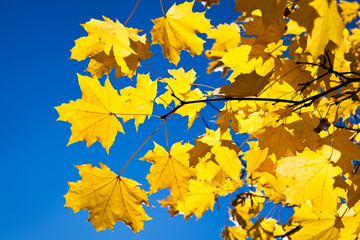 autumn maple leaves and blue sky