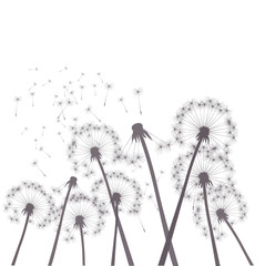  gray vector dandelions