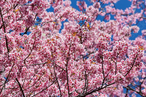 Tapeta ścienna Kwiaty różowe kwiaty sakura
