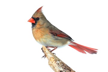 Wall Mural - Northern Cardinal On White