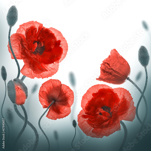 Obraz w ramie Red poppies field and blue cornflowers, floral background