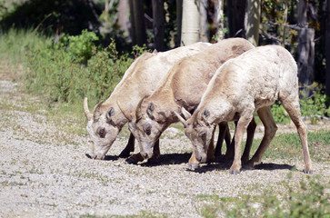 Wall Mural - Female Bighorn Sheep in the forest