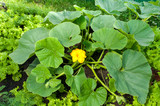 pumpkin plant with a flower growing it the farm