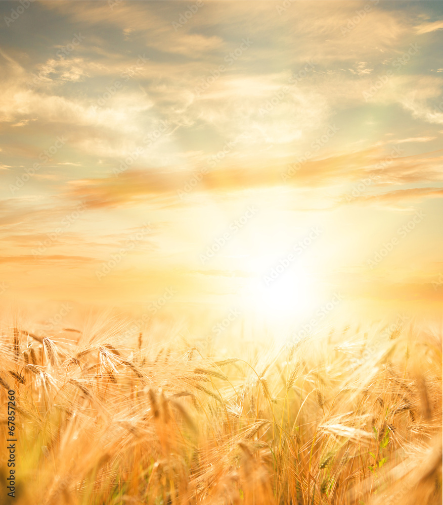 Beautiful wheat field. - obrazy, fototapety, plakaty 