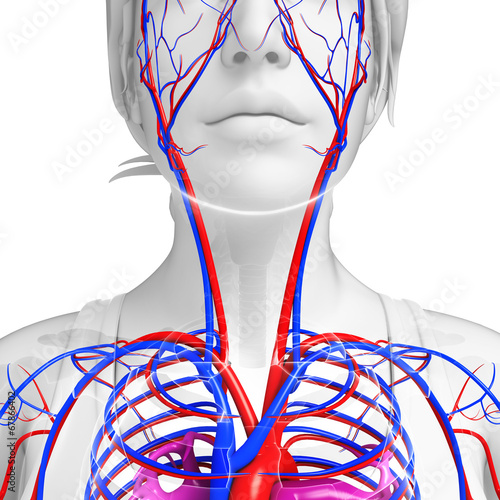 Human neck circulatory system Stock Illustration | Adobe Stock